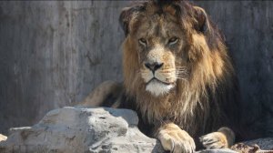 Все как мясо: посетительница "Тайгана" рассказала о нападении льва на Зубкова