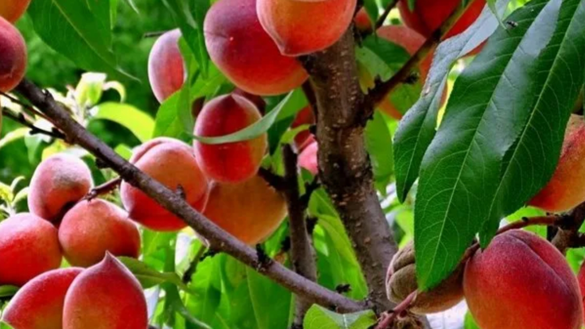 вот такой результат.зрители моего канала 🥭🍊🍋 САЖЕНЦИ ИЗ КОСТОЧКИ, Персик , Алыча, Абрикос23-06-25