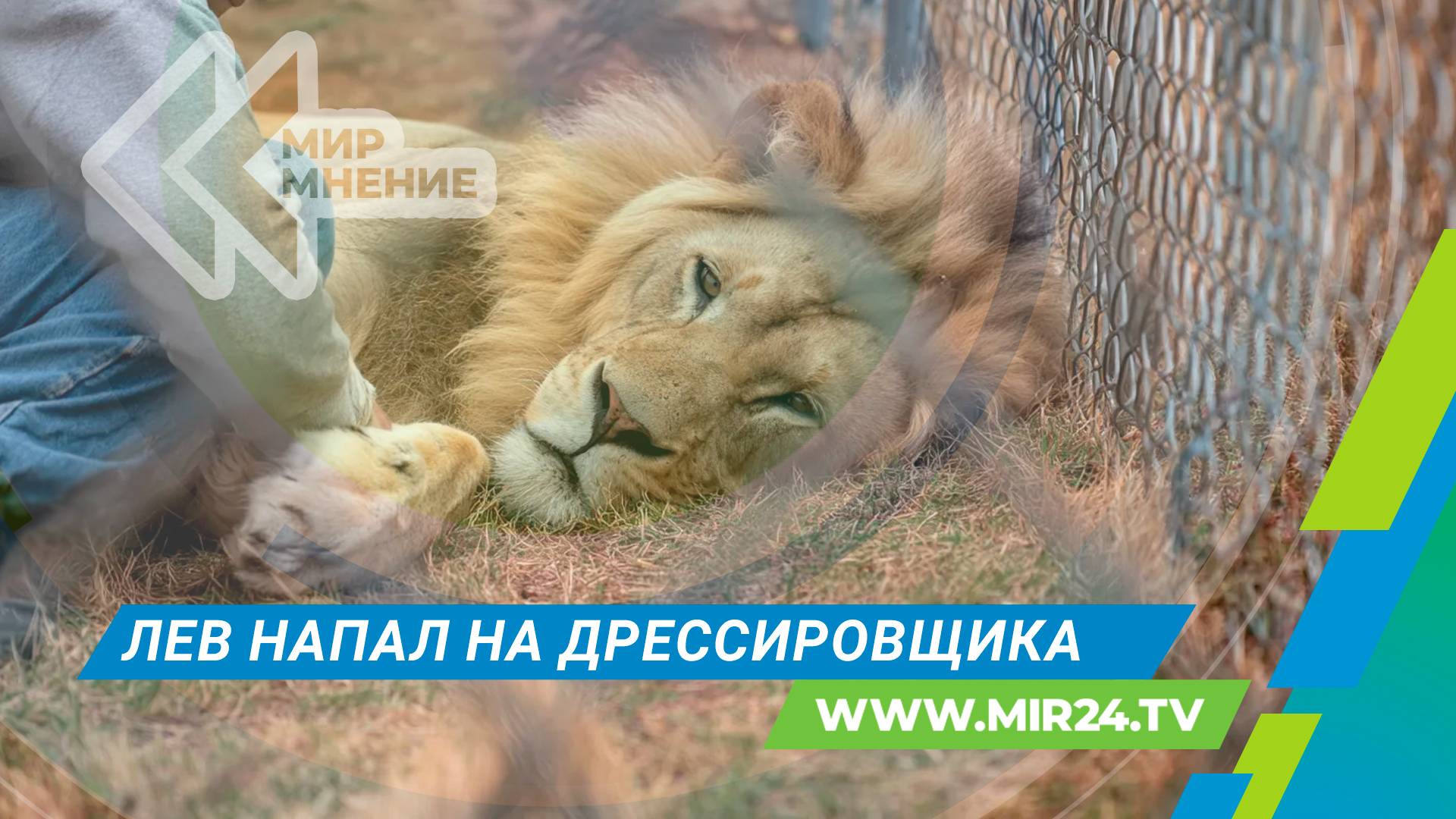 Жертва льва: как обезопаситься от хищника?