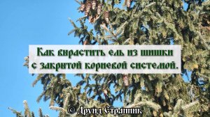 Как вырастить Ель из шишки с закрытой корневой системой.
