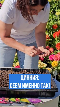Посев циннии. Простой и надежный способ посева.