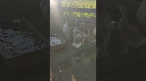 Вечер в деревне🏡 Сделал приятное для гусей 🪿 и их свистков 🤠