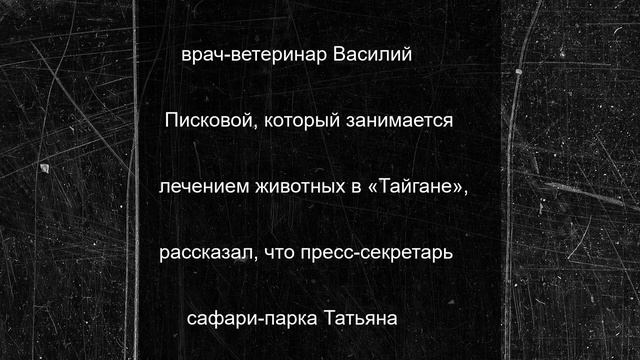 Врач рассказал о состоянии владельца крымского «Тайгана» Зубкова после нападения льва