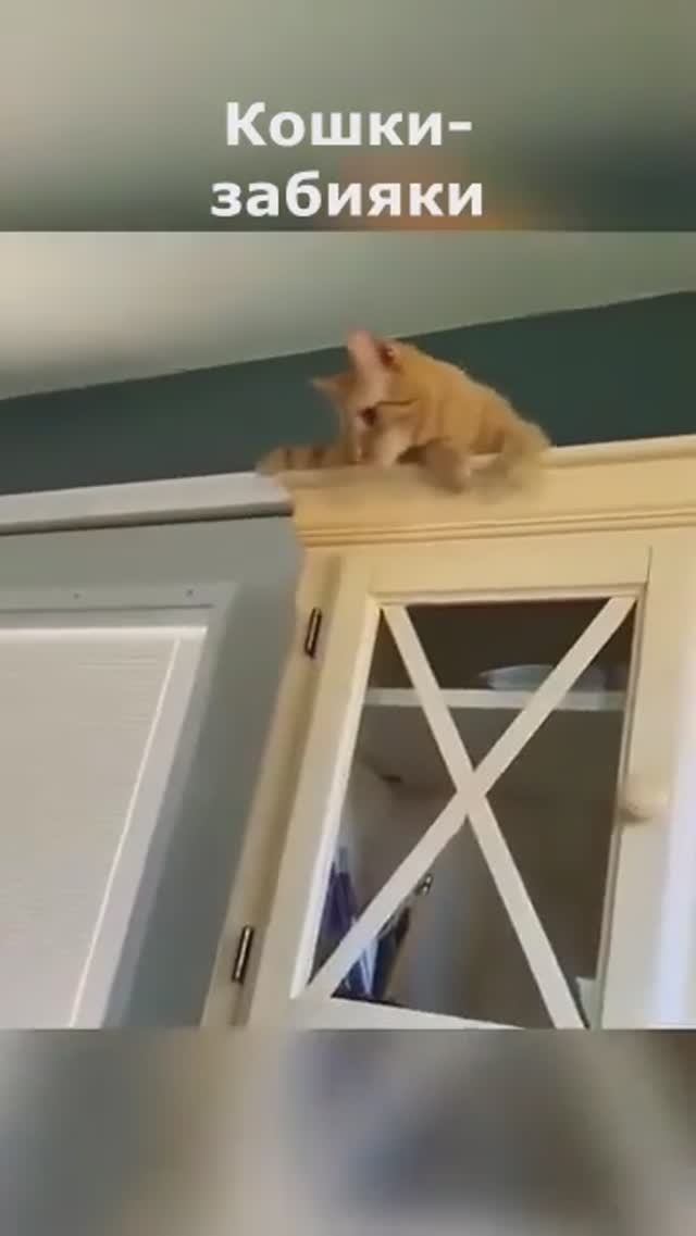 Кошки забияки.