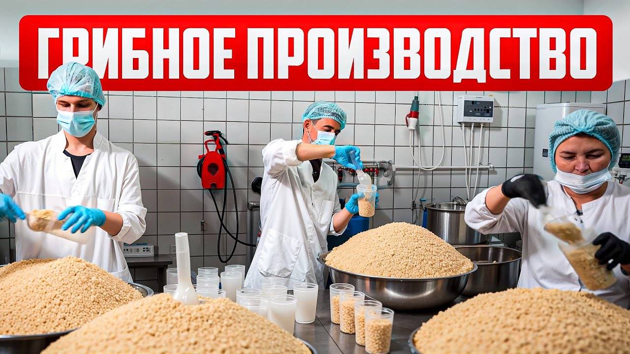 Все ЭТАПЫ производства грибов за 24 минуты!