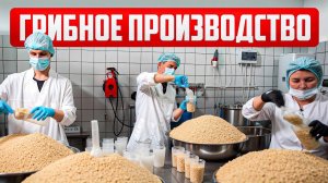 Все ЭТАПЫ производства грибов за 24 минуты!