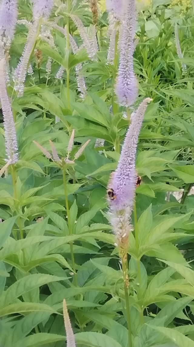 Пчела собирает нектар с цветов.🐝
