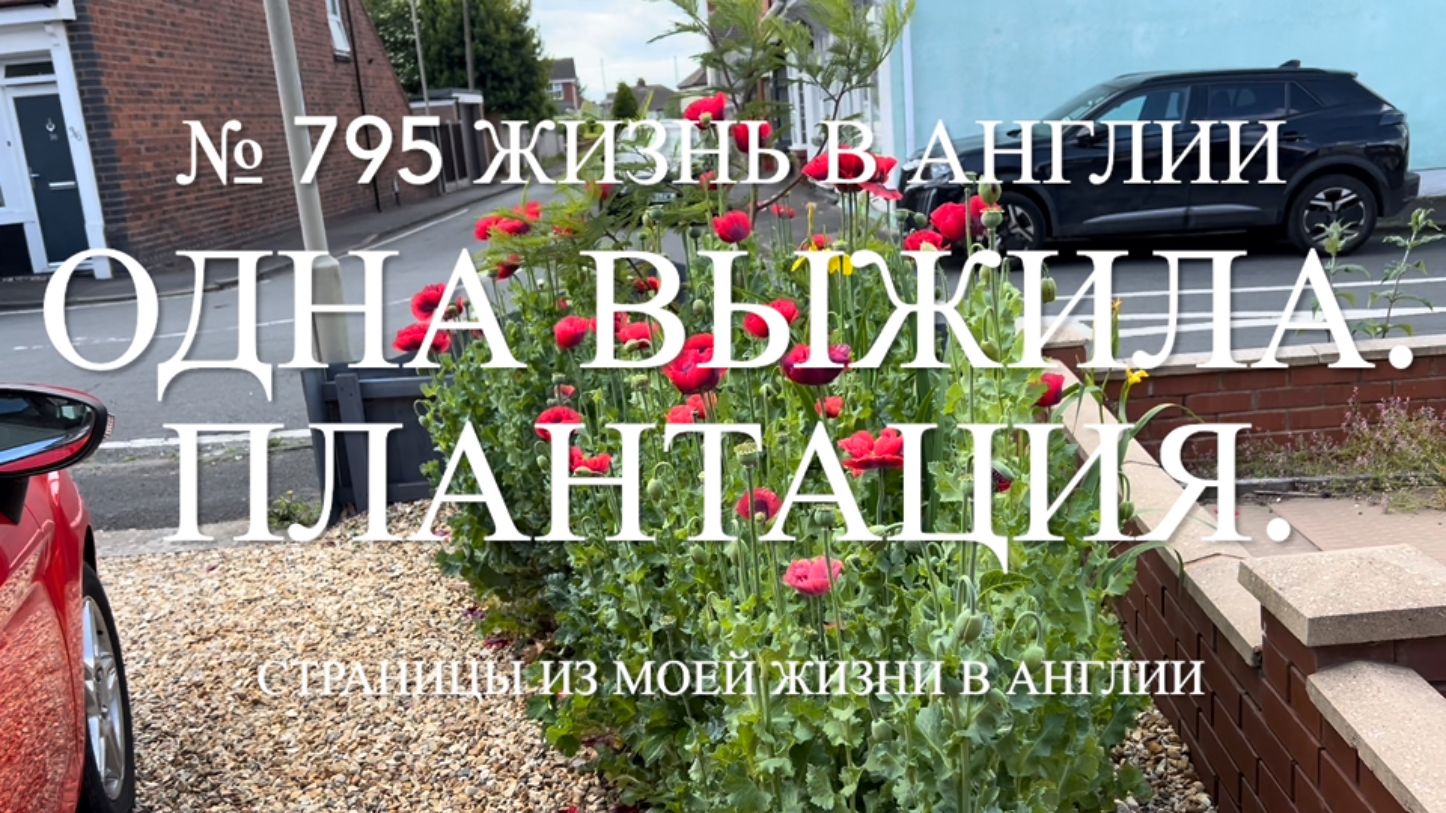 Одна выжила. Маковая плантация и распаковка покупок. № 795 Жизнь в Англии.