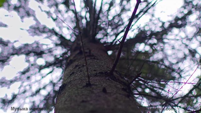 Лесные пейзажи качаются на нотах, как на волнах - No-Clouds -- Ketsa -- Collective Consciousness