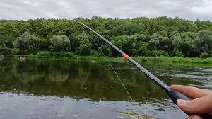 ЛОВЛЯ ХИЩНИКА НА СУРЕ