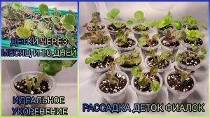 Идеальное укоренение! Детки через 1 месяц и 10 дней. Отсадка и рассадка деток фиалок.