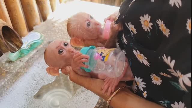 Обезьянки две крошки малышки пищат соски сосут купаются за маму цепляются мышата