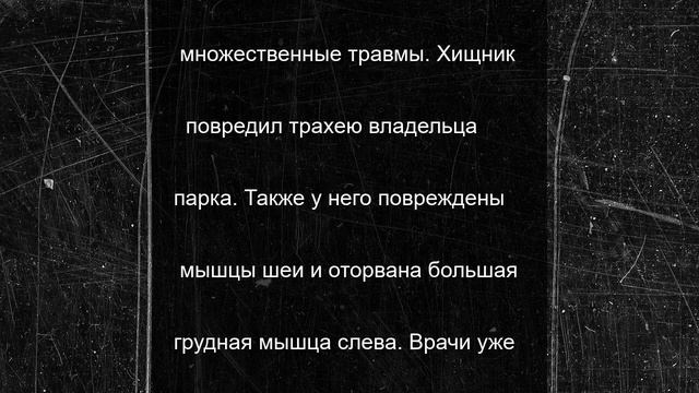 СК изучает обстоятельства нападения льва на директора «Тайгана» Олега Зубкова