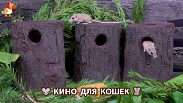 Видео для кошек про крысок развлекать питомцев 🐭🐀😂 (168)