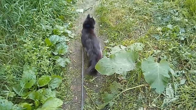 Мишка котик на прогулке.