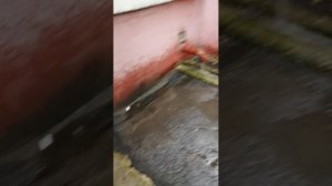 Не получилось погулять...