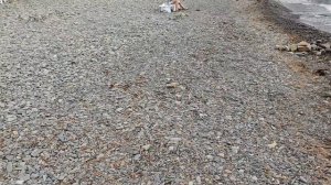 Poco F7 FHD FULLHD 30 кадров в секунду