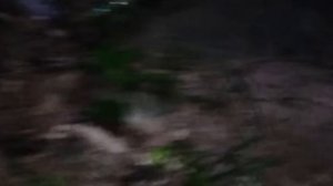 настоящий опыт в лесу, пожалуйста