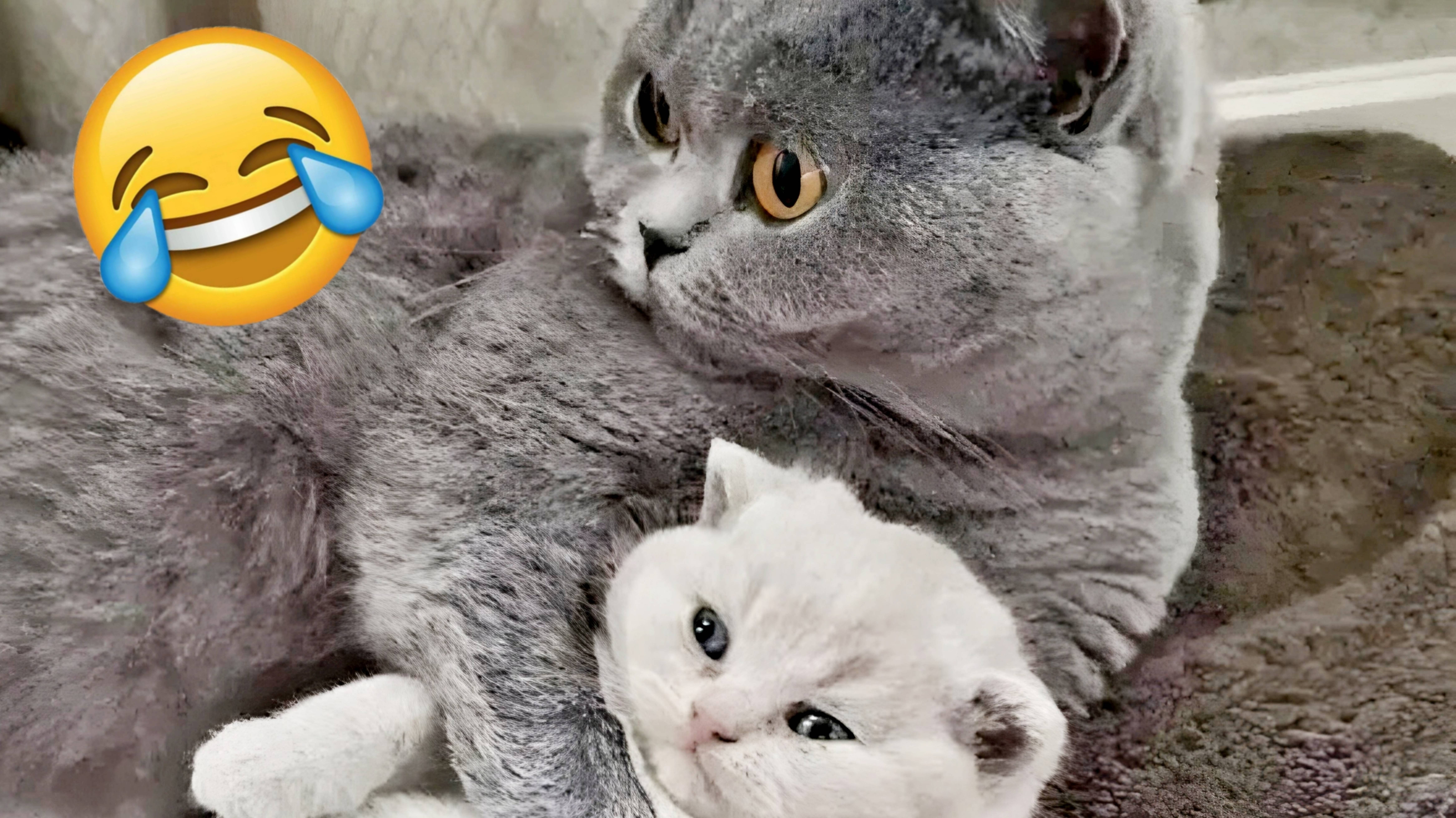 ПРИКОЛЫ С КОТАМИ😹 СМЕШНЫЕ КОТЫ И СОБАКИ🐶😹 СМЕШНОЕ ВИДЕО С ЖИВОТНЫМИ, ЮМОР