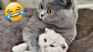 ПРИКОЛЫ С КОТАМИ😹 СМЕШНЫЕ КОТЫ И СОБАКИ🐶😹 СМЕШНОЕ ВИДЕО С ЖИВОТНЫМИ, ЮМОР