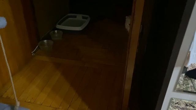 Бытие и пушистость: Кошка как отражение нашего существования