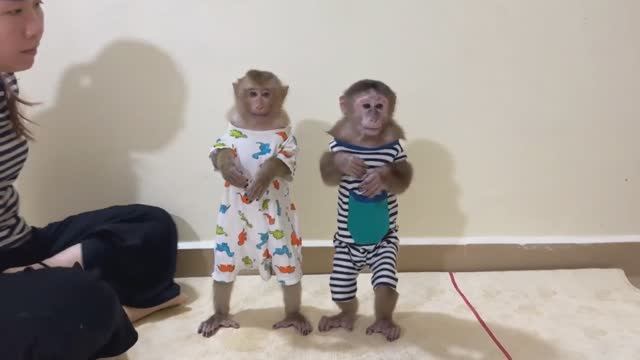 Обезьянки 2 МАЛЫШКИ ждут маму одеваться Нарядные РАСКРАСАВИЦЫ сидят разговаривают СМЕШИНКА