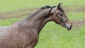 Концерн, жеребец орловской рысистой породы 2024 г.р.