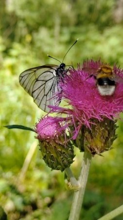 Летние мотивы