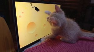 Видео WhatsApp 2025-05-05 в 19.51.49_be4a724e