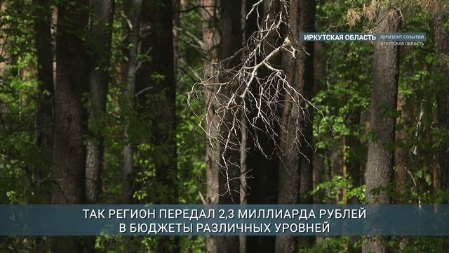 Иркутская область стала лидером среди регионов России по лесным доходам