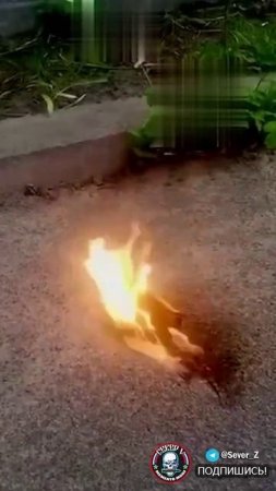 Противник жалуется на  очередное усовершенствование БПЛА «Герань»  Российские войска начали сна...