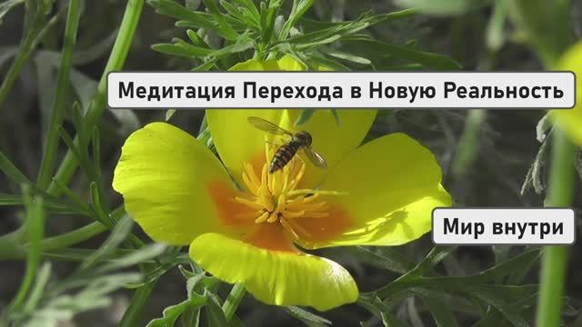 Медитация для Подключения к Потокам Божественного Света и Перехода в Новую Реальность
