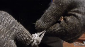 Ночная бабочка