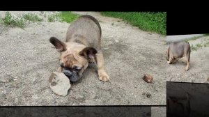 Щенок французского бульдога, очаровашка