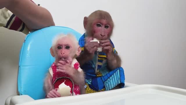 Обезьянка МАЛЕХА и БУКАШКА кроха пищат гладят маму просят кушать Едят с мамой за столом репу сырую М