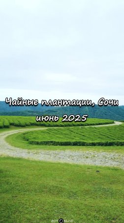 Чайные плантации, Сочи. Июнь 2025