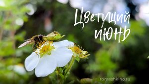 Цветущий июнь в Ромашкино Парк