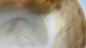 Кованая поющая чаша 20см Фа#3 186герц Pr143