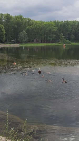 Огари с утятами