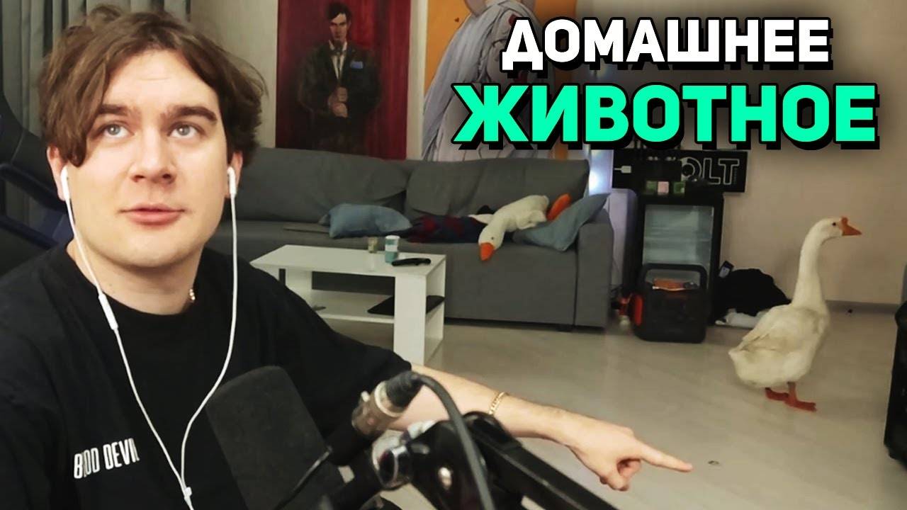 ЖИВОЙ ГУСЬ в КВАРТИРЕ Братишкина