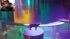 Так и знал... Stray -9