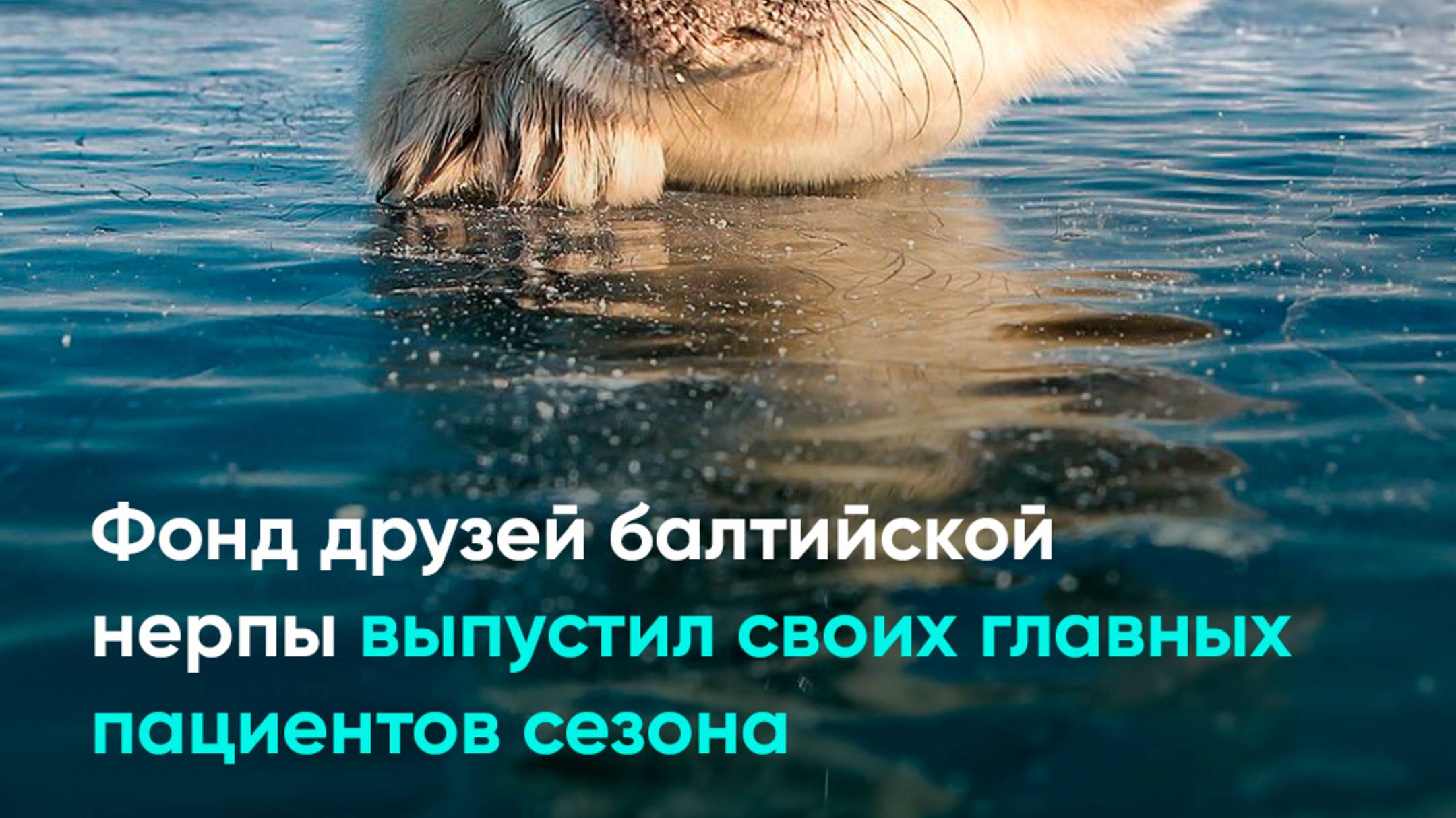 Фонд друзей балтийской нерпы выпустил своих главных пациентов сезона