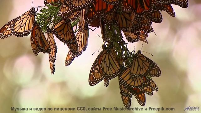 Биохакинг через звук - как эта музыка улучшает вашу ДНК! - Space Dust -- Kirk Osamayo -- Season Two
