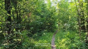 Прогулка #22   21.06.2025  #лес #Подмосковье