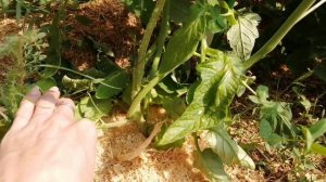 Томаты в теплице. Почему скручиваются листья? Какой самый продуктивный пасынок?