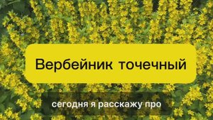 Вербейник точечный. Значение и свойства