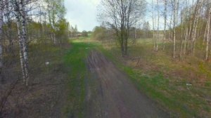 В весенней берёзовой роще