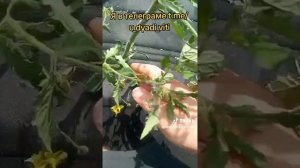 Обрезаю пасынки и листья у помидор. Наверное перепутал семена #помидоры #огород #сад #дача #дядявитя