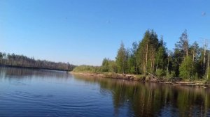 щука на живца