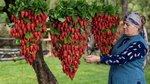 🍓Садовая Клубника  и Лёгкие Сладкие Рецепты!